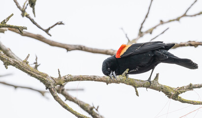 Closeup of a red-winged blackbird perched on a tree branch as it chews on the bark.