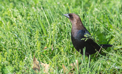 Closeup of a male brown-headed cowbird standing in bright green grass in spring.