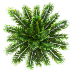 palm tree isolated on white