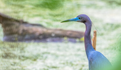 Portrait of a little blue heron standing on the shore of a pond in spring.