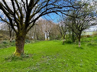 A quaint woodland tableau unfolds in the early spring, featuring ancient trees under a clear blue sky, perched atop the hills of Sutton, Yorkshire, UK.