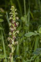 Ohnhorn (Orchis anthropophora, Syn. Aceras anthropophorum), wilde Orchidee, Nordrhein-Westfalen, Deutschland, Zülpich