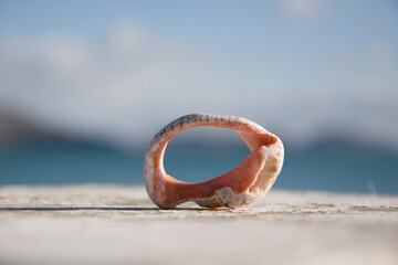 A polished shell on a blurred background of sea and sky.