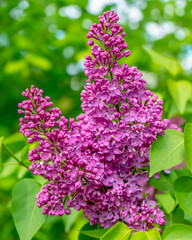 Blossom of lilac in the botanic garden, Kyiv, Ukraine
