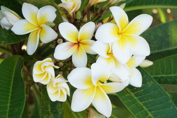 Naklejka premium 希望にあふれる プルメリア 