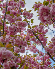 Blossom of sakura in the botanic garden, Kyiv, Ukraine
