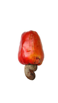 Fruta caju vermelho, org&acirc;nico, saboroso, com a semente, png.