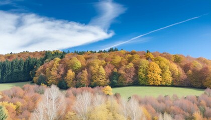 autumn in the forest