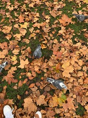 Paloma en el Parque San James Londres, Pigeon in St James Park London