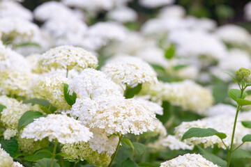 Bushes of Hydrangea arborescens flower in the garden, White hortensia in a park close up. Natural floral pattern background, landscape design.