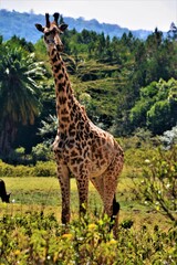The Masai giraffe (Giraffa (camelopardalis) tippelskirchi) at the foot of Mt. Meru, a dormant stratovolcano and the second highest mountain in Tanzania (Arusha National Park, Tanzania)