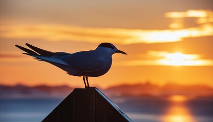 silhouette of an arctic tern in sunset