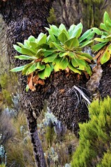Dendrosenecio kilimanjari (family Asteraceae) observed on the slope of Mt. Kilimanjaro near Shira...