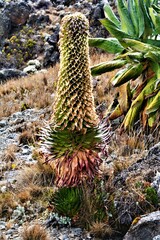 Lobelia deckenii (family Campanulaceae) observed on the slope of Mt. Kilimanjaro near Barranco...