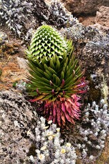 Lobelia deckenii (family Campanulaceae) observed on the slope of Mt. Kilimanjaro near Barranco Camp, Machame Route (Kilimanjaro National Park, Tanzania)