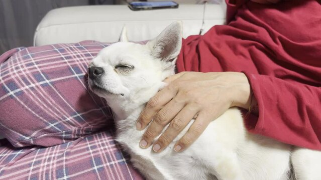 cagnolino coccole amore divano uomo 