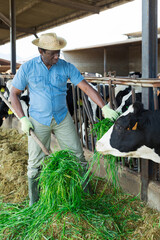 Confident african male farmer in strow hat working in stall, feeding cows with hay