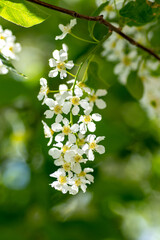 A flowering branch of a bird cherry tree in spring