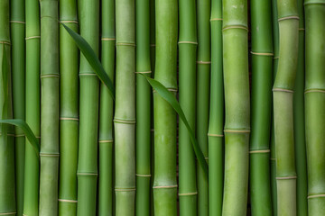 Fototapeta premium close up of green bamboo stalks