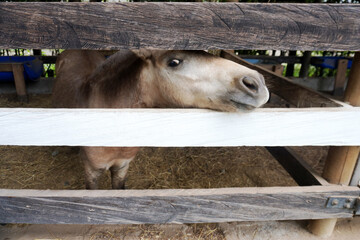 Naklejka premium Pony sticking its head out through a fence on a stable. Portrait of a pony.