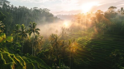 A lush green forest with palm trees and a misty morning