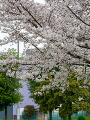 大阪市内の公園に咲く桜の花