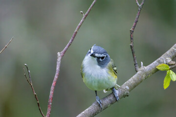 Blue Headed Vireo