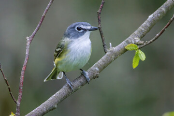 Blue Headed Vireo