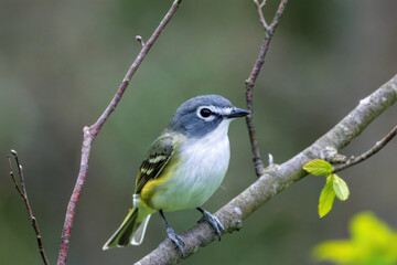 Blue Headed Vireo