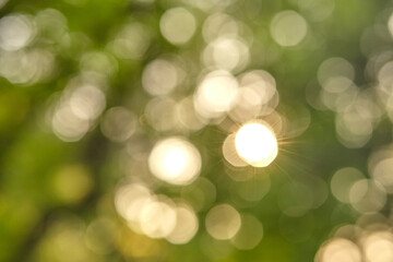 Obraz premium Blurred green leaves, bokeh effect