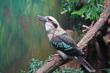 laughing kookaburra (Dacelo novaeguineae)