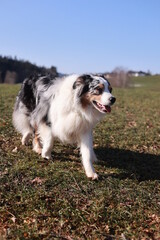 A dog is walking on a grassy field
