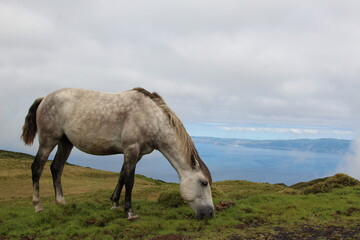 Obraz premium horses in the field