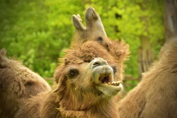 Obraz premium portrait of two screaming camels