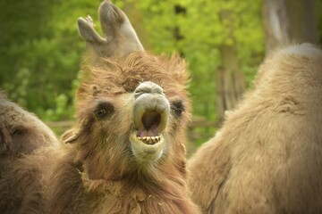 Obraz premium portrait of two screaming camels
