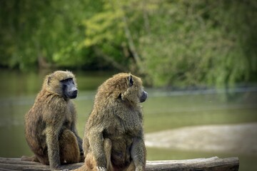 Baboons: The Monkeys With the Scarlet Booties