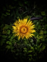 Photo dandelion yellow 