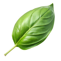 A single lush leaf with detailed veins against a white backdrop