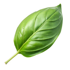Fototapeta premium A single lush leaf with detailed veins against a white backdrop