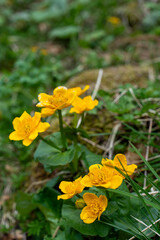 Yellow flowers in the woods in spring 