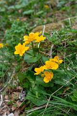 Yellow flowers in the woods in spring 