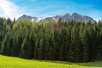 Spruce forest in a mountain valley. Mountain landscape. 