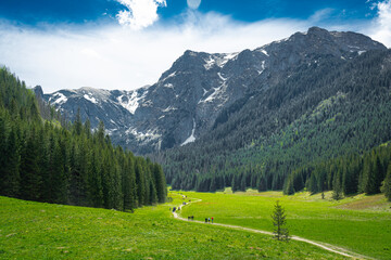 Landscape with trees and mountains. Beautiful green valley in the mountains. 