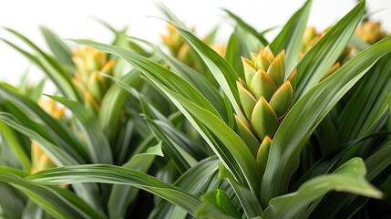 Obraz premium A beautiful close-up image of a green and yellow flower