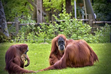 orangutans resting © chfortunato2015