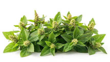 A beautiful close-up photograph of a green herb plant with small white flowers. - Powered by Adobe