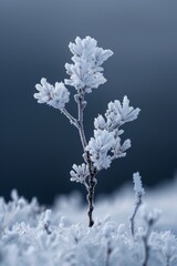 Frosty Winter Solstice, minimalist icy branches and dark sky, isolated background