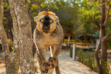 Red-bellied Lemur - Eulemur rubriventer, Cute primate.