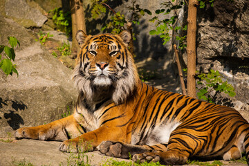 Obraz premium critically endangered Sumatran tiger