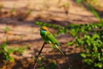 blue-cheeked bee-eater (Merops persicus)